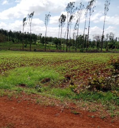 Furaha Gradens – Kirinyaga, Mwea